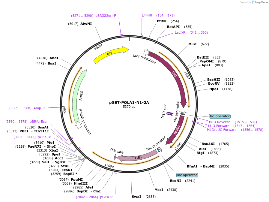 160986-plasmid-map-sequence-id-318093