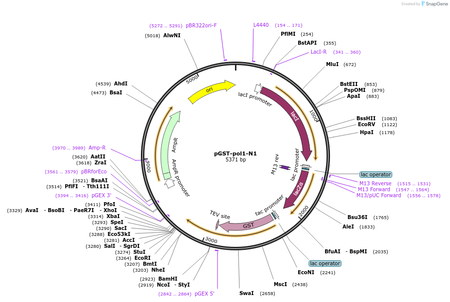 160988-plasmid-map-sequence-id-318094