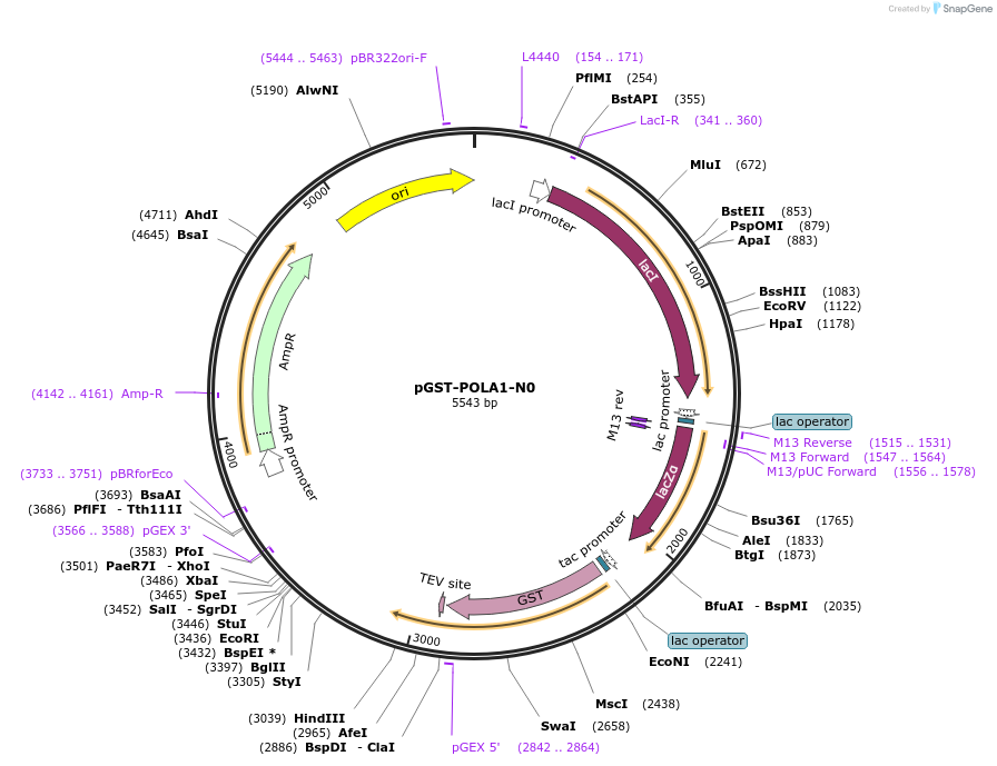 160983-plasmid-map-sequence-id-318096