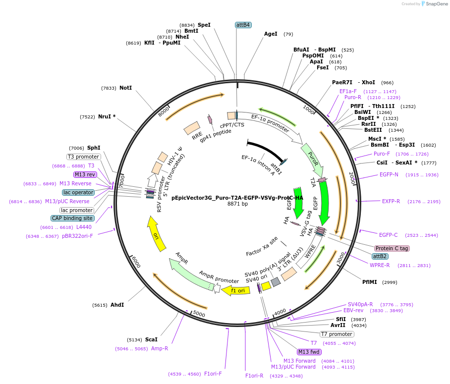 162083-plasmid-map-sequence-id-318139