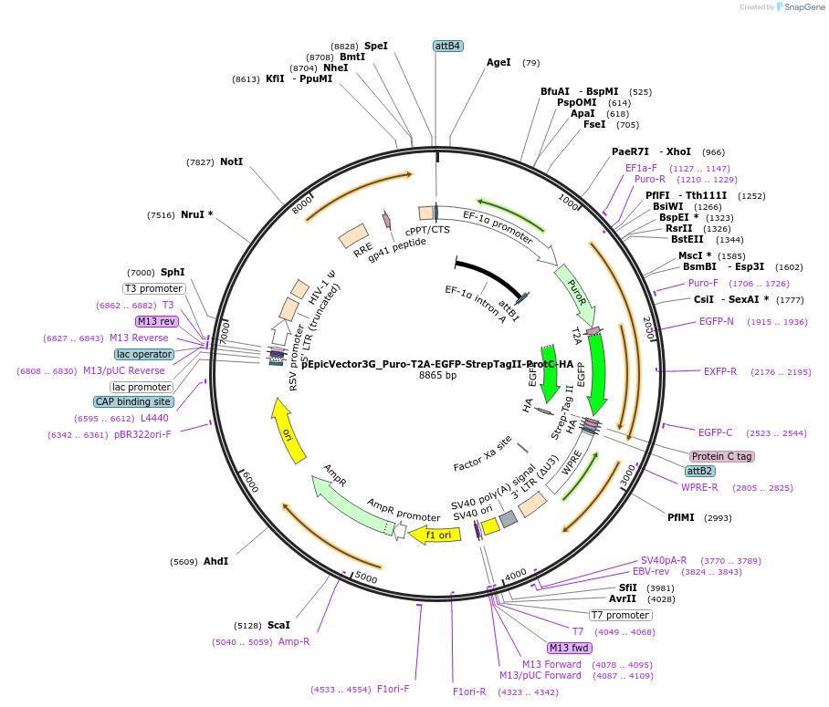 162089-plasmid-map-sequence-id-318153