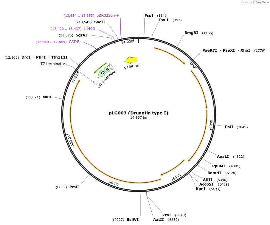 157881-plasmid-map-sequence-id-318170
