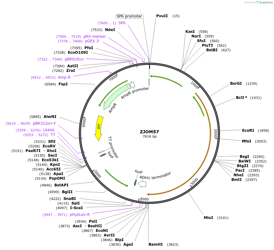133656-plasmid-map-sequence-id-318176