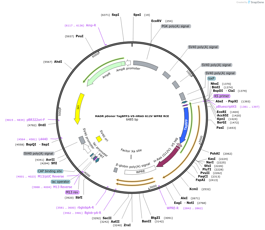 131730-plasmid-map-sequence-id-318177