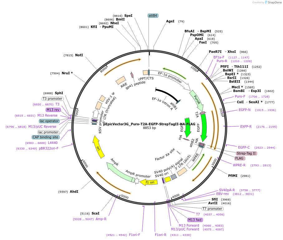 162092-plasmid-map-sequence-id-318187