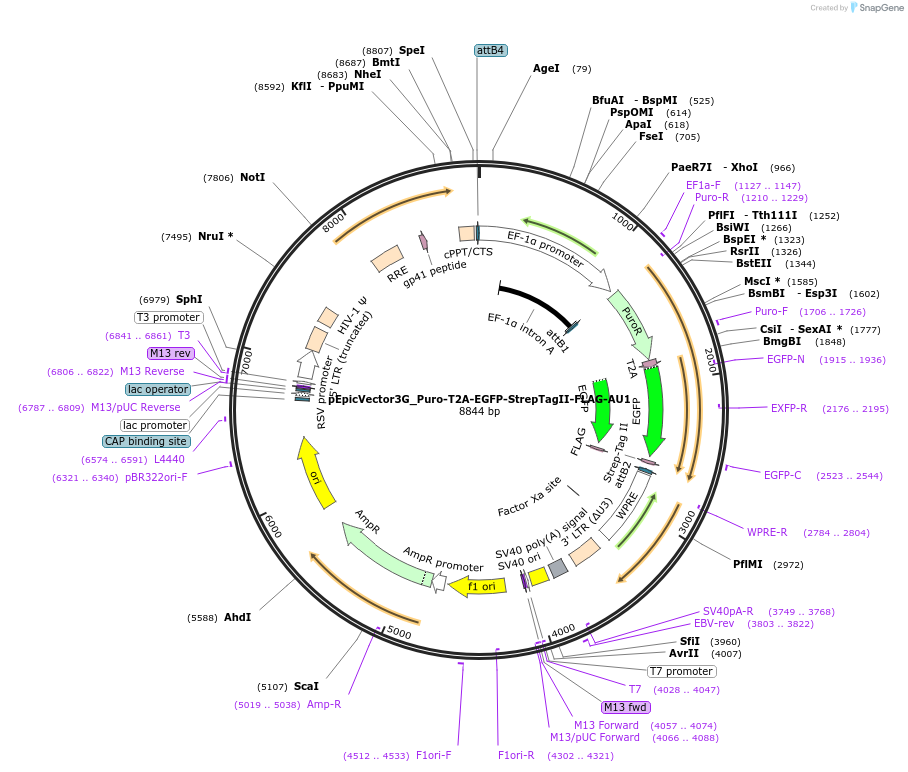 162094-plasmid-map-sequence-id-318189