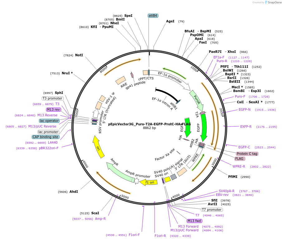 162095-plasmid-map-sequence-id-318190