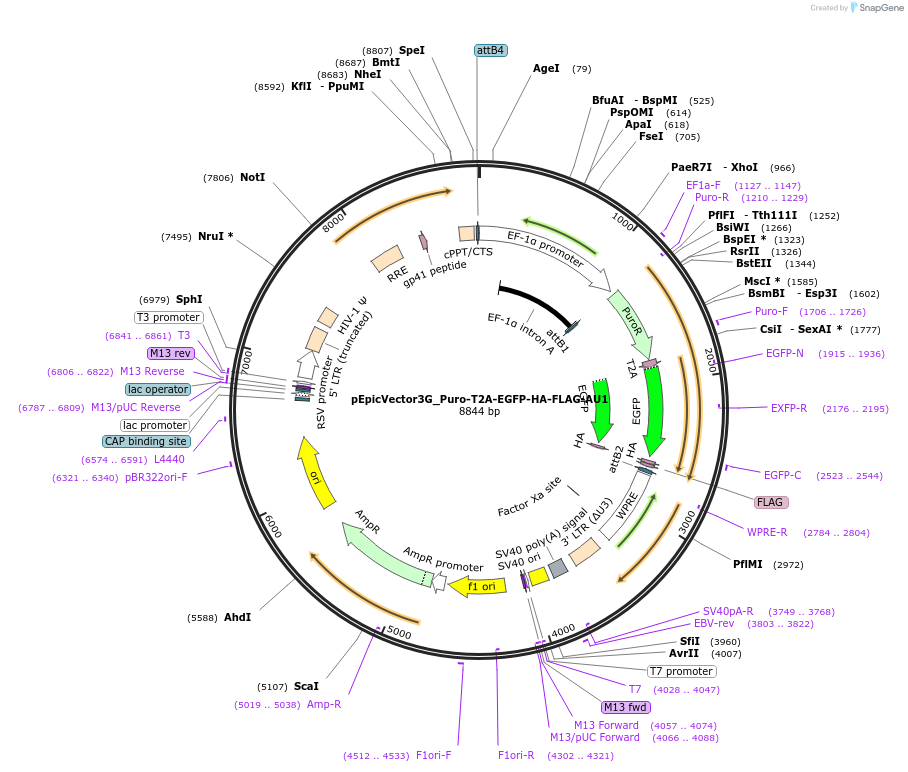 162098-plasmid-map-sequence-id-318252