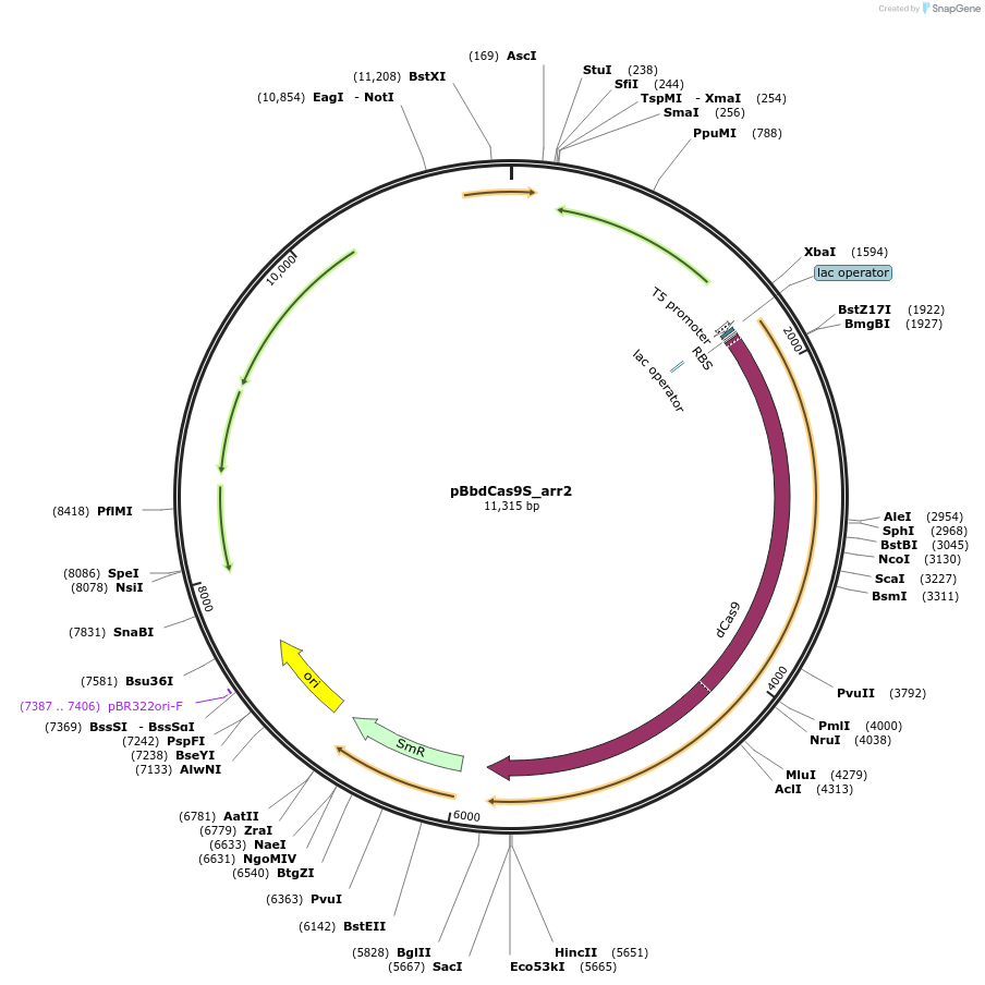 149639-plasmid-map-sequence-id-318255