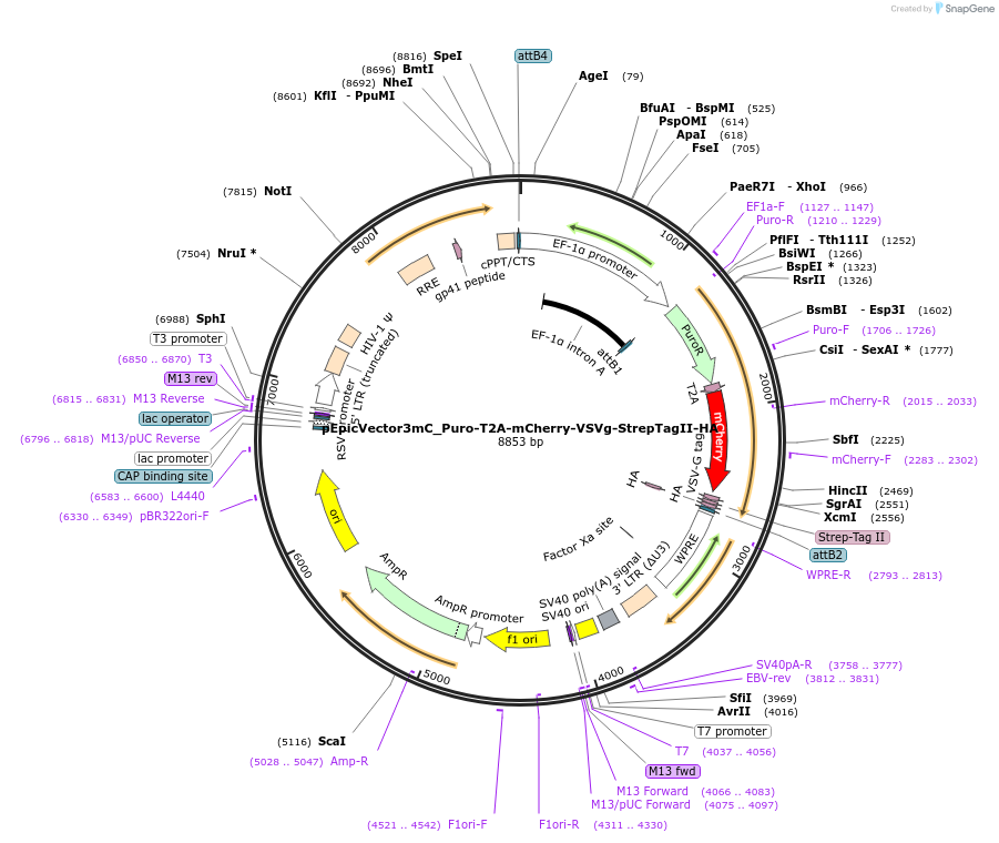 162100-plasmid-map-sequence-id-318257