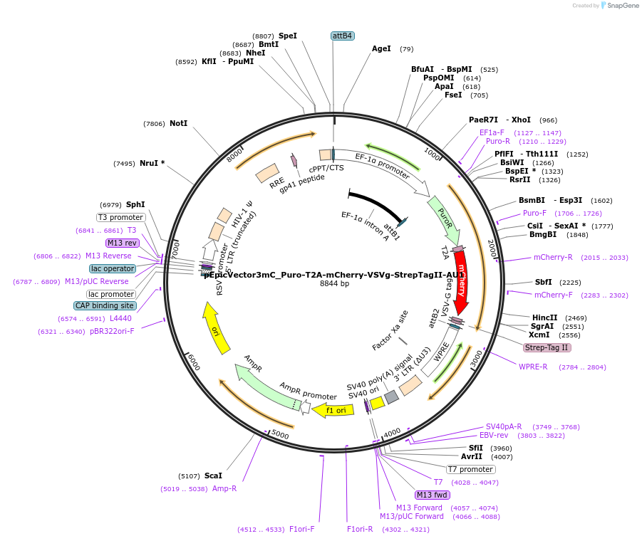 162102-plasmid-map-sequence-id-318259