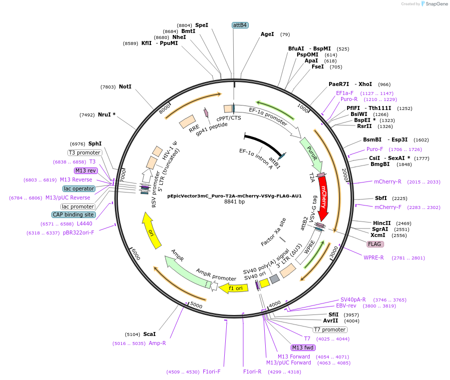 162108-plasmid-map-sequence-id-318272