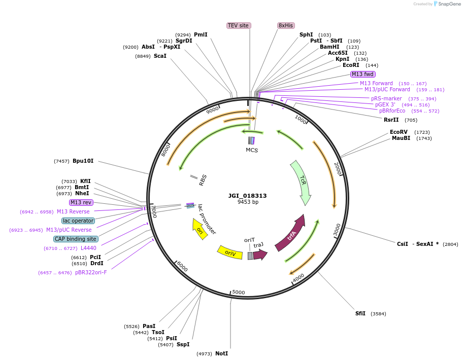 158834-plasmid-map-sequence-id-318283