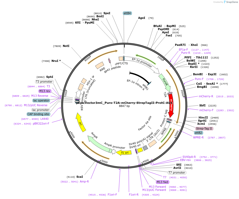 162111-plasmid-map-sequence-id-318301