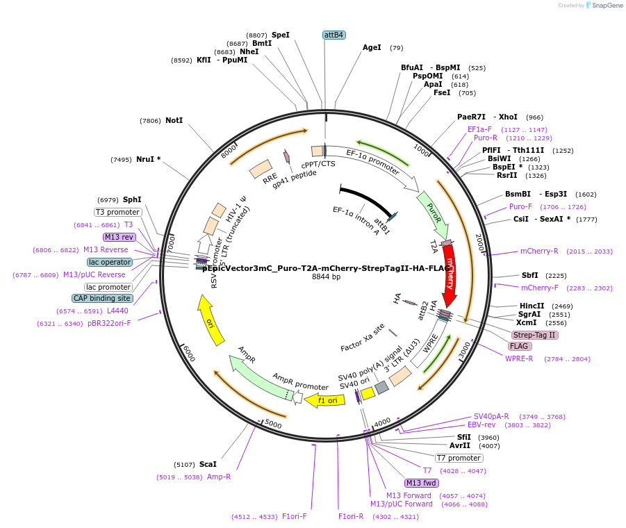 162112-plasmid-map-sequence-id-318302
