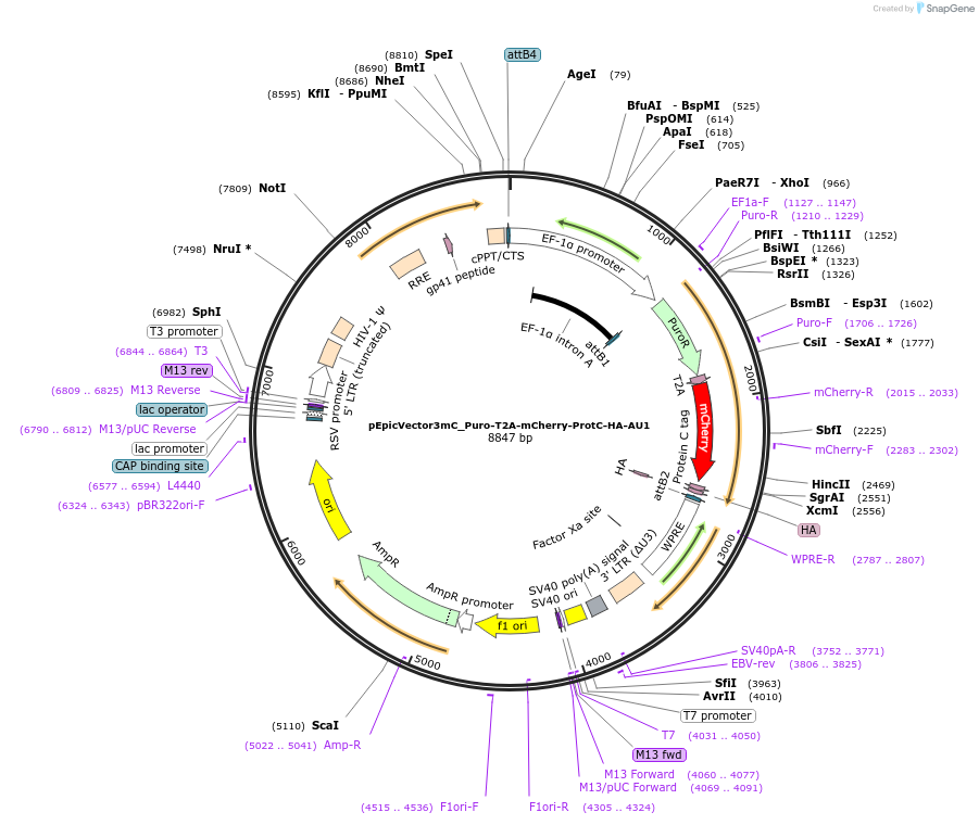 162116-plasmid-map-sequence-id-318308