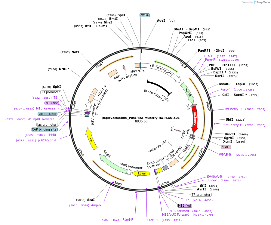 162118-plasmid-map-sequence-id-318311