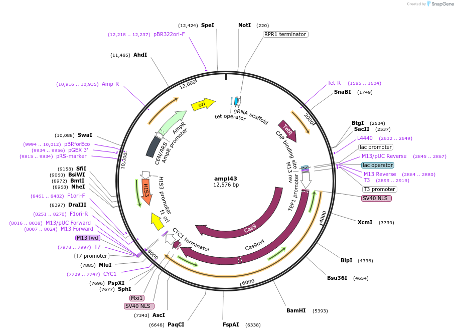 161830-plasmid-map-sequence-id-318315