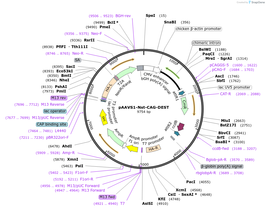 80489-plasmid-map-sequence-id-318317