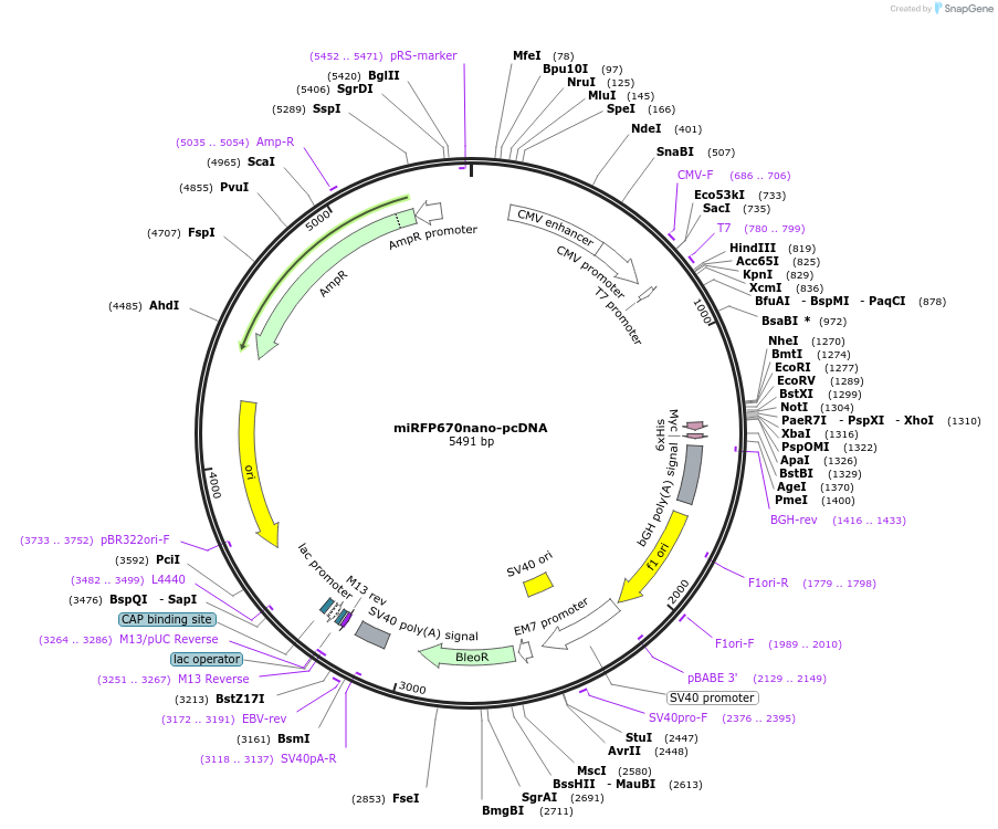 127443-plasmid-map-sequence-id-318341