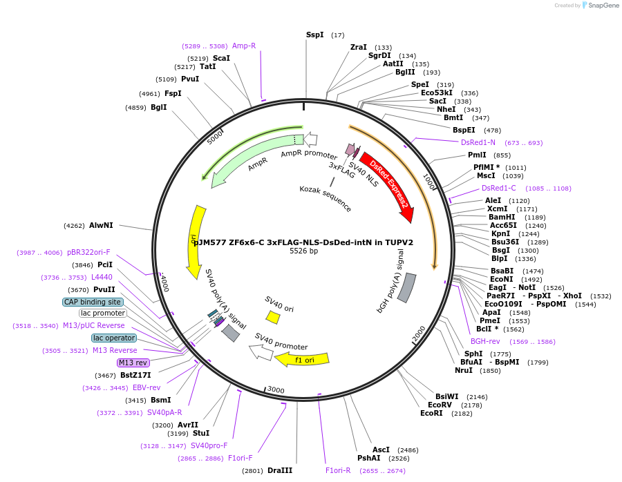 161563-plasmid-map-sequence-id-318348