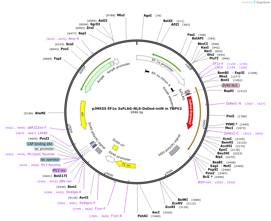 161557-plasmid-map-sequence-id-318350