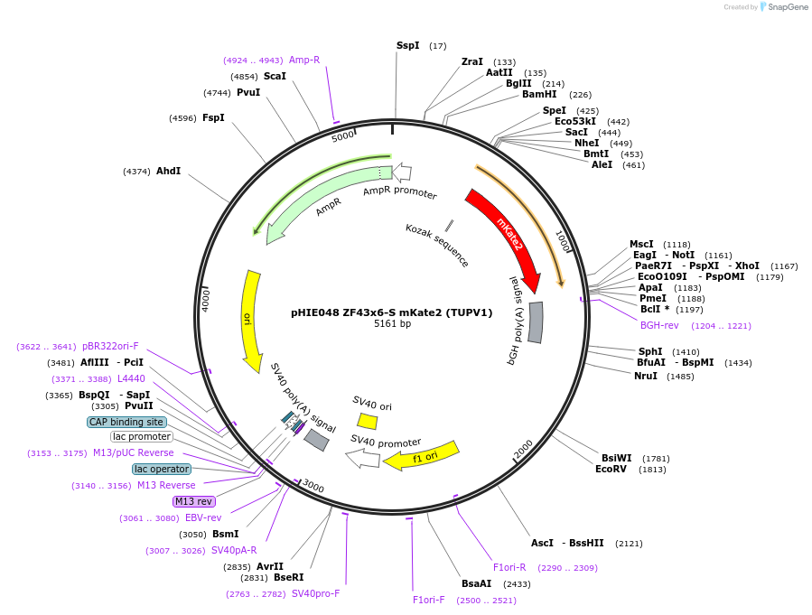 138728-plasmid-map-sequence-id-318353