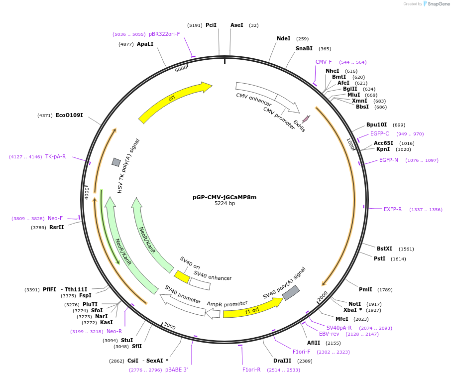 162372-plasmid-map-sequence-id-318356