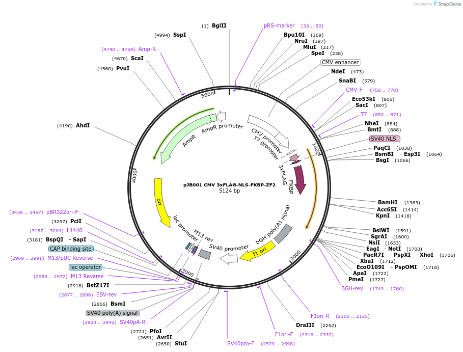 161545-plasmid-map-sequence-id-318358