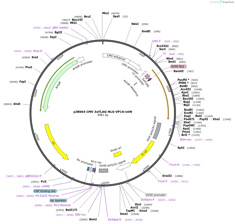 161549-plasmid-map-sequence-id-318365