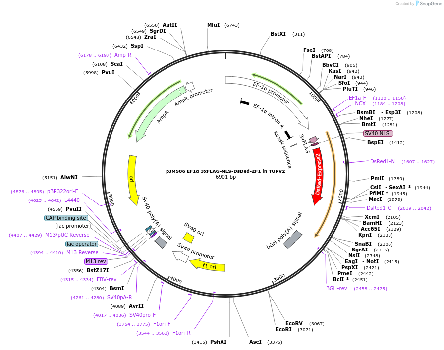 161536-plasmid-map-sequence-id-318376