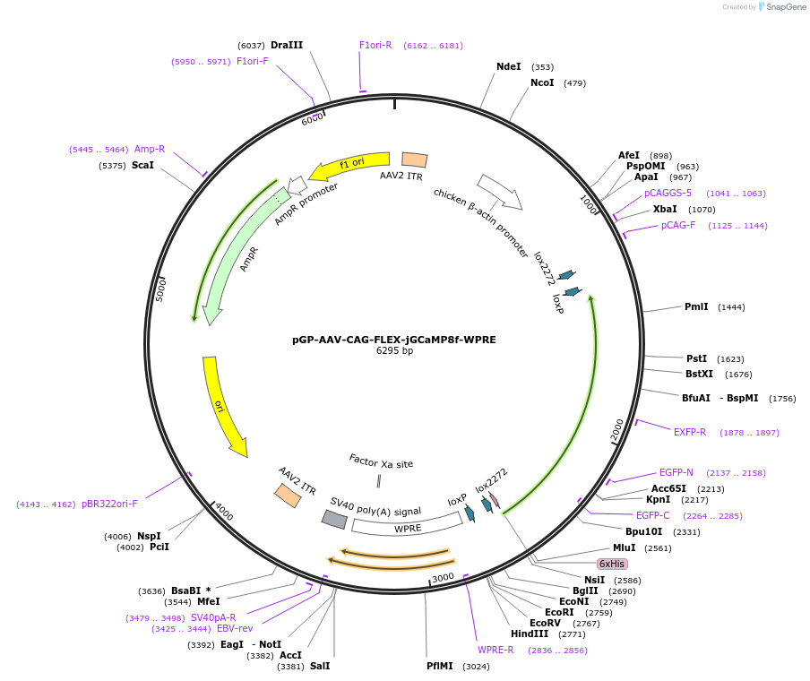 162382-plasmid-map-sequence-id-318382