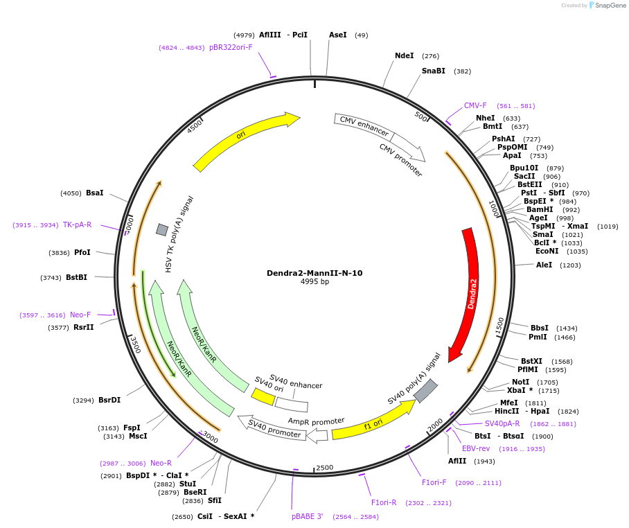 57730-plasmid-map-sequence-id-318389