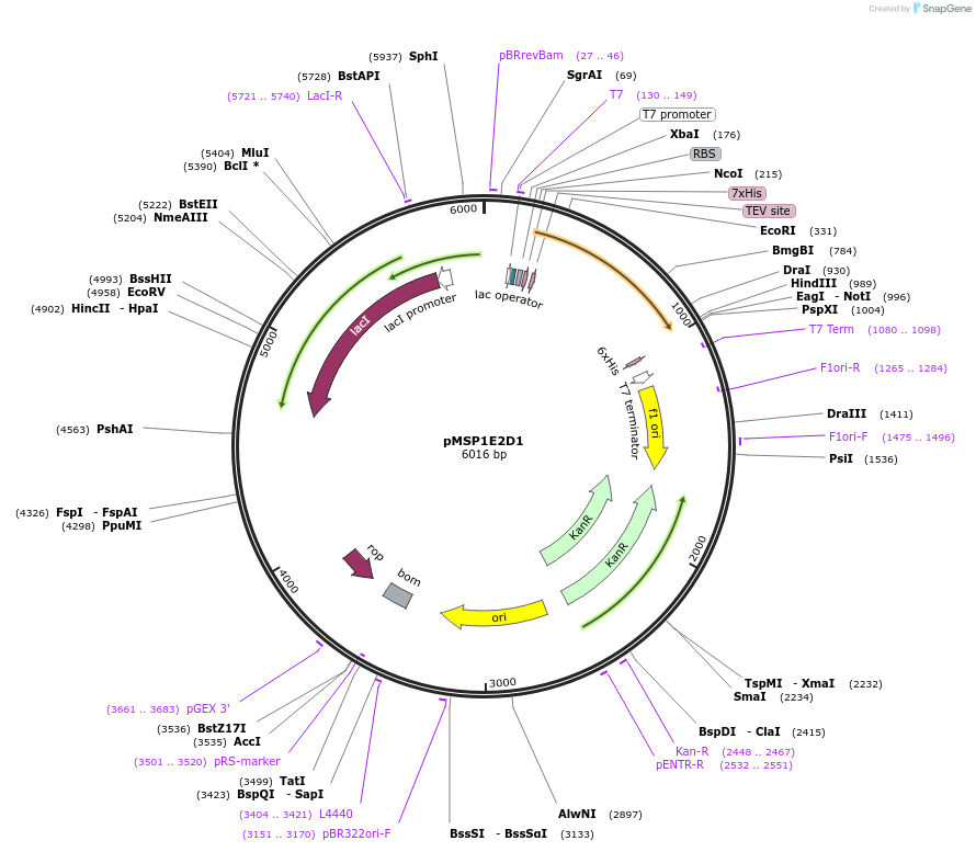 161606-plasmid-map-sequence-id-318420
