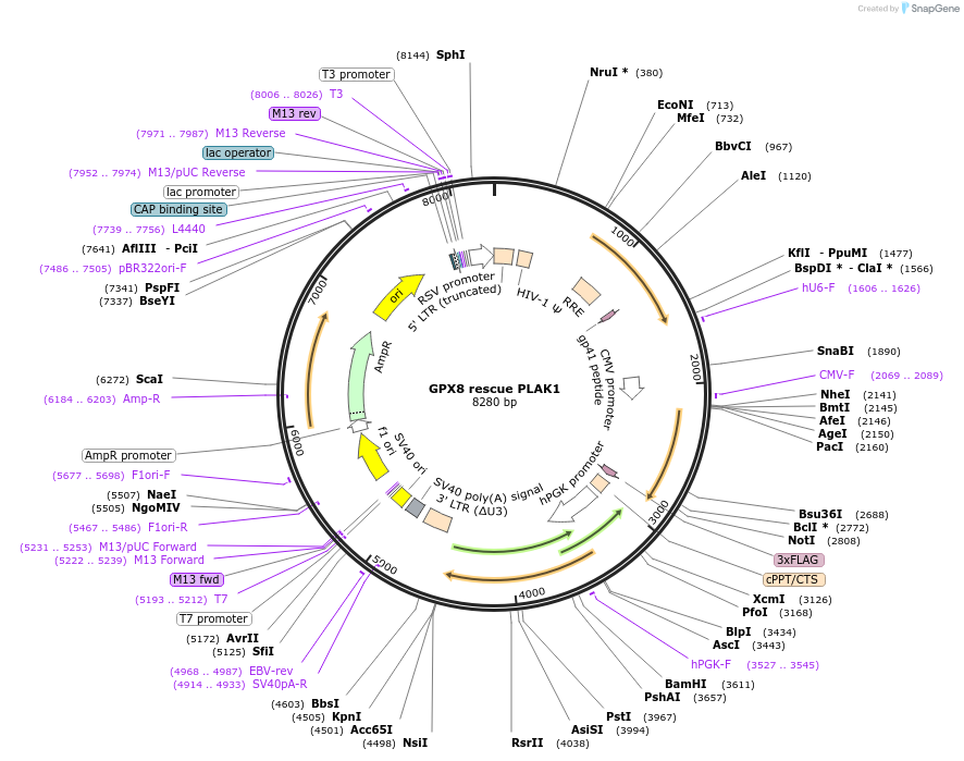 161517-plasmid-map-sequence-id-318421