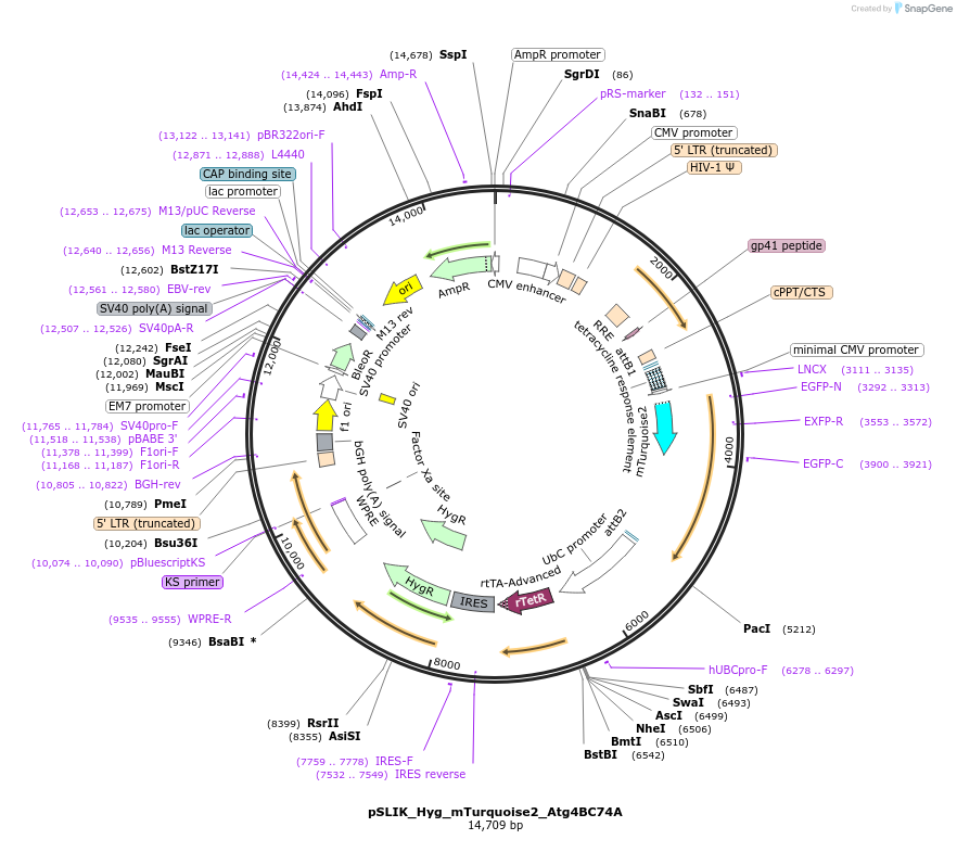 161733-plasmid-map-sequence-id-318425