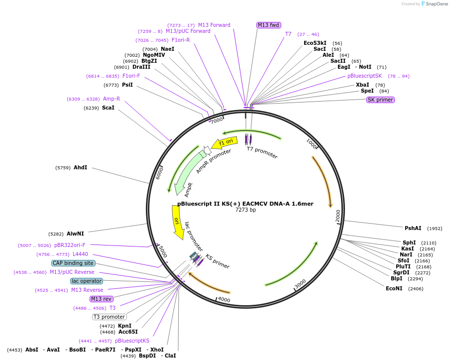 159136-plasmid-map-sequence-id-318429