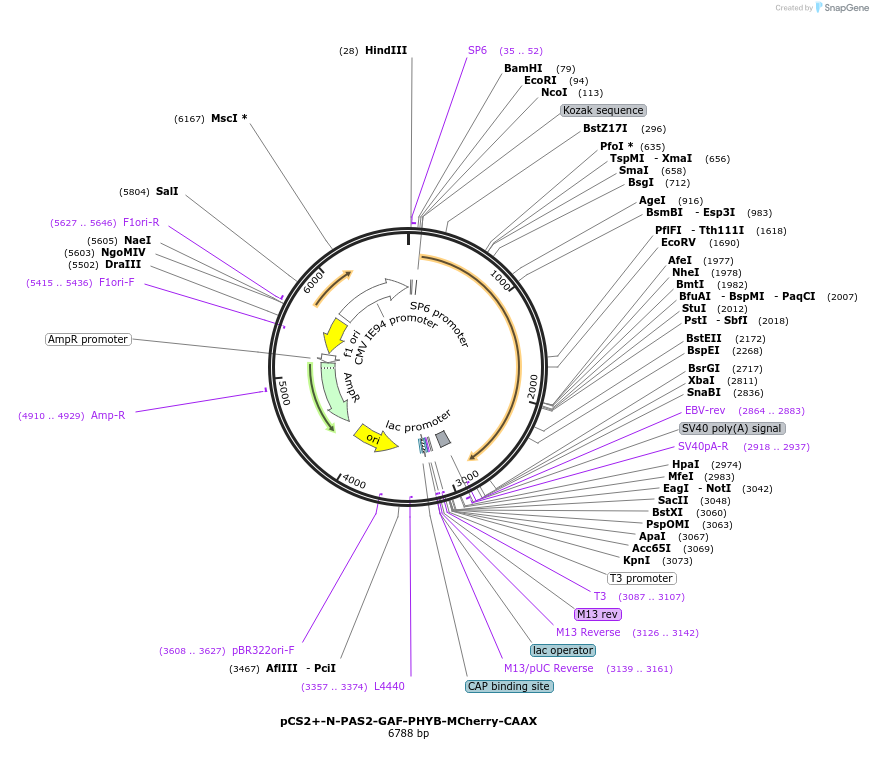 154910-plasmid-map-sequence-id-318440