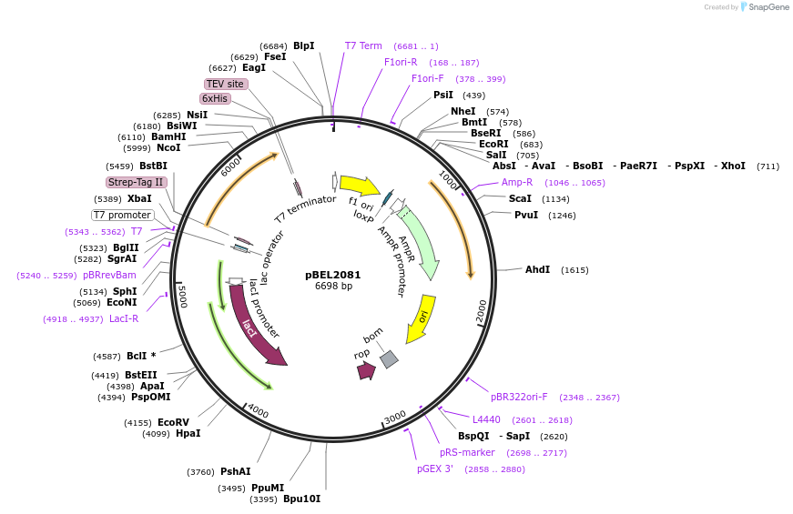 155161-plasmid-map-sequence-id-318454