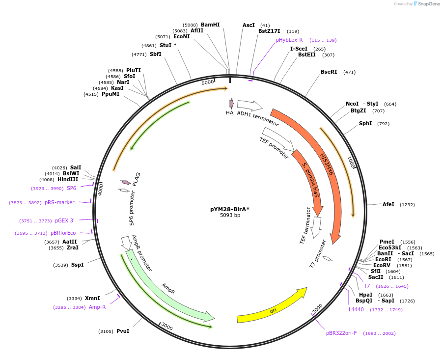 160290-plasmid-map-sequence-id-318460