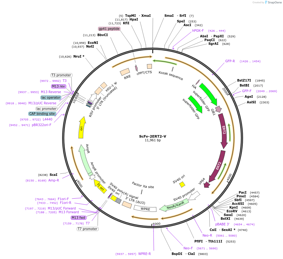 120553-plasmid-map-sequence-id-318463