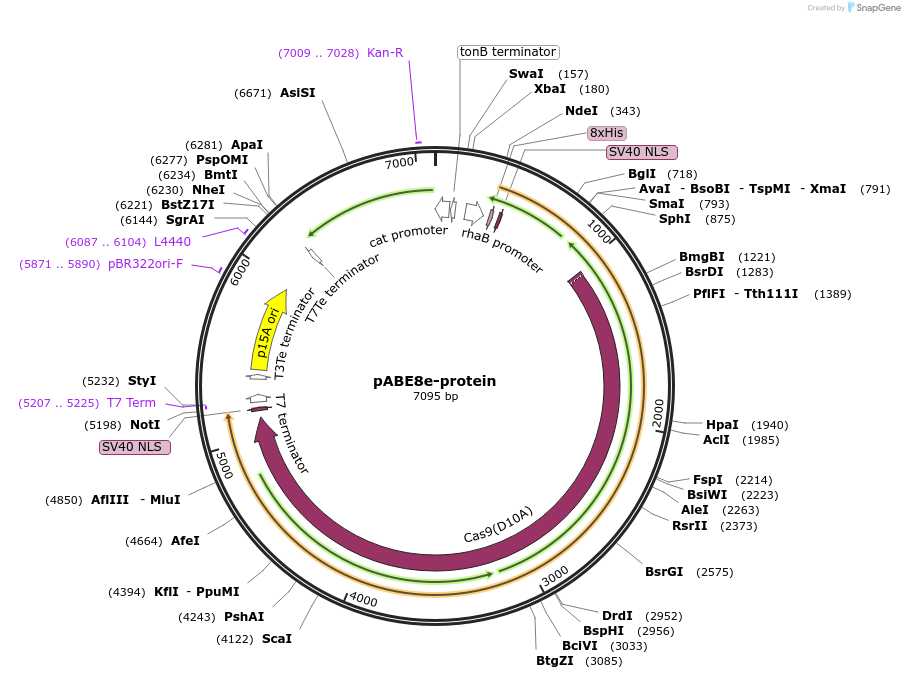 161788-plasmid-map-sequence-id-318471