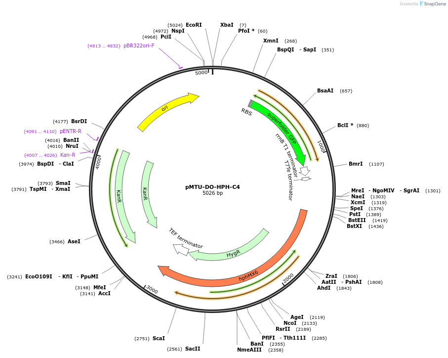 160343-plasmid-map-sequence-id-318482