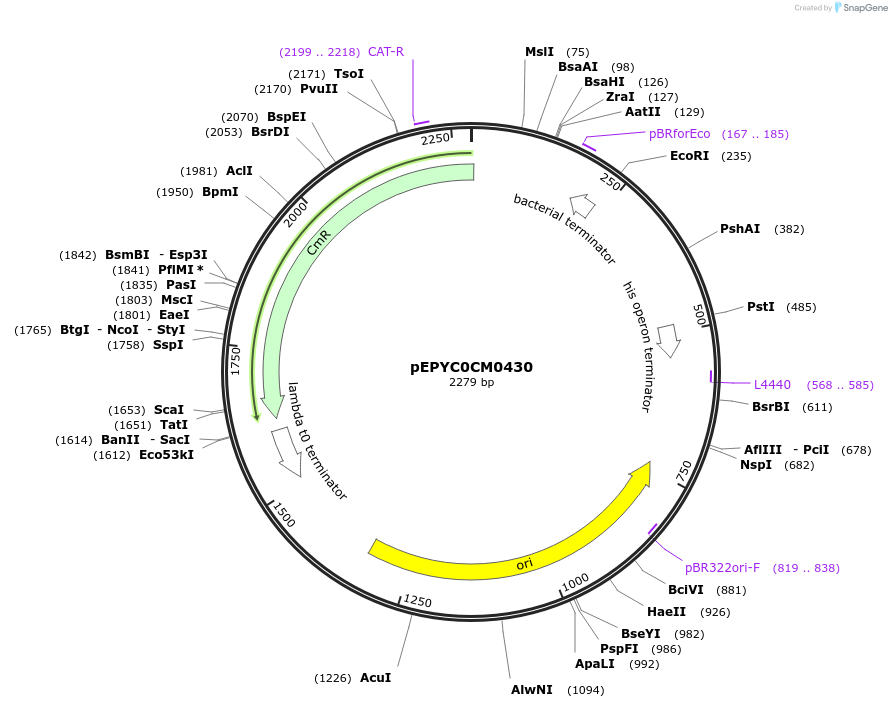 154587-plasmid-map-sequence-id-318514