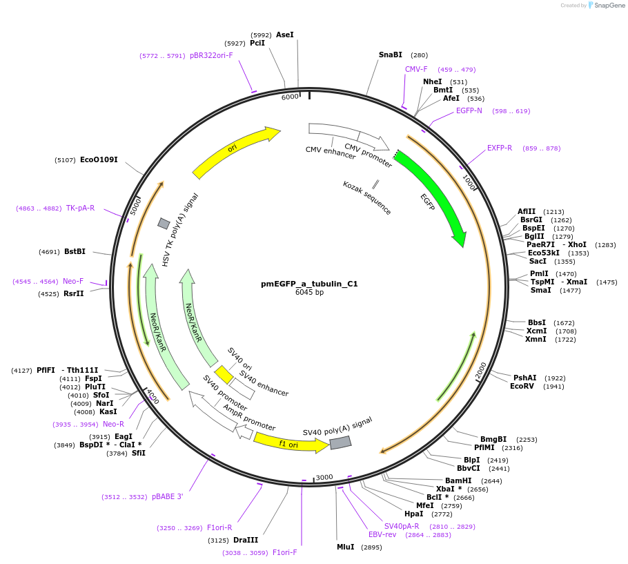 21039-plasmid-map-sequence-id-318516