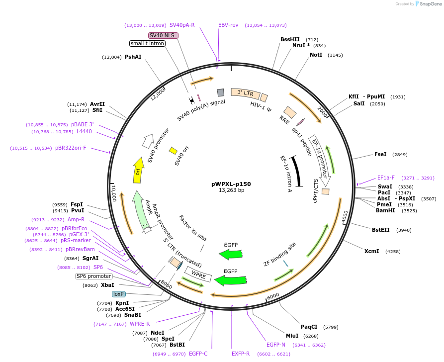 160992-plasmid-map-sequence-id-318520
