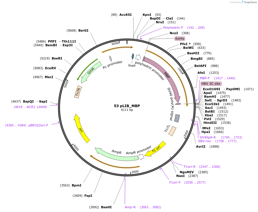 160301-plasmid-map-sequence-id-318549