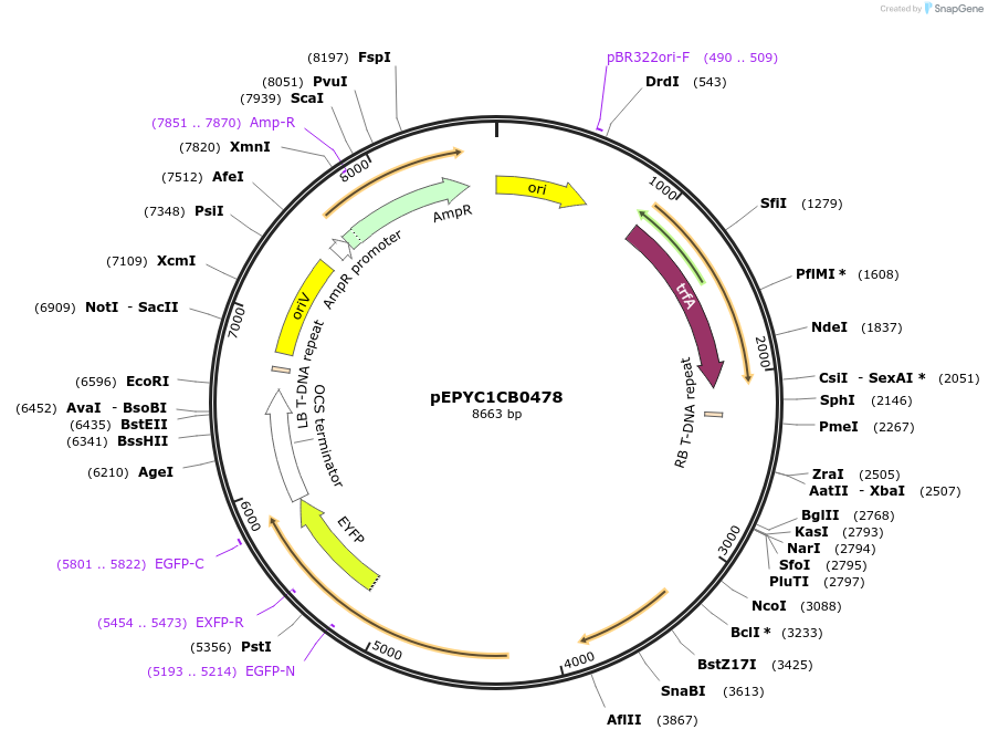154627-plasmid-map-sequence-id-318556