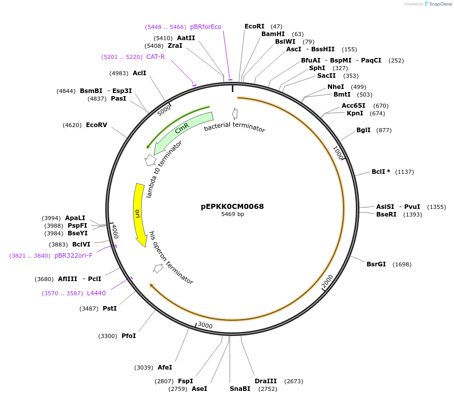 154596-plasmid-map-sequence-id-318565