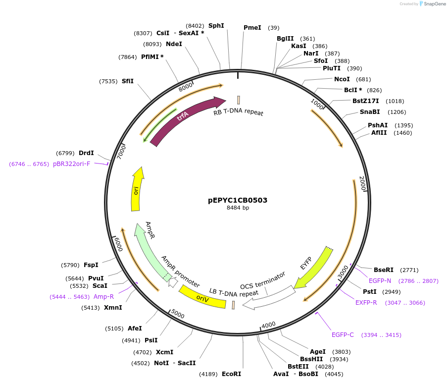 154628-plasmid-map-sequence-id-318576